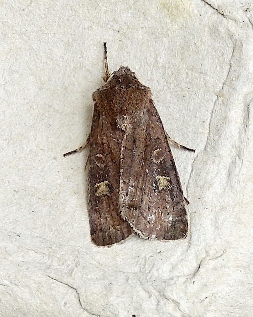 square-spot rustic